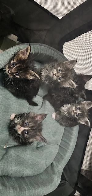 Pisicuti Maine Coon Craiova