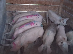 vând soldani ,medie  45 kg (masculi castraţi)