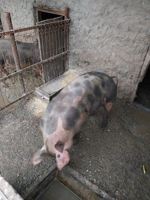 Porci rasa de carne mai multe detalii la telefon  - imagine 2