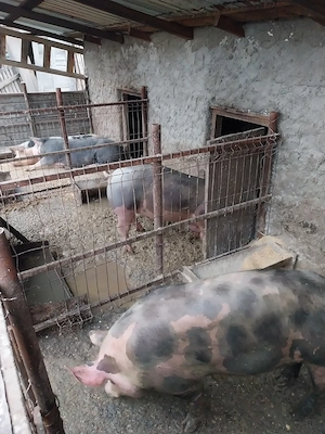 Porci rasa de carne mai multe detalii la telefon 