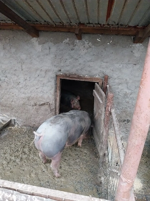 Porci rasa de carne mai multe detalii la telefon  - imagine 3