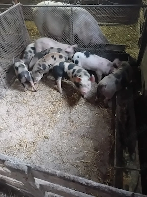 vând  8 purcei de 8 săptămâni  - imagine 2