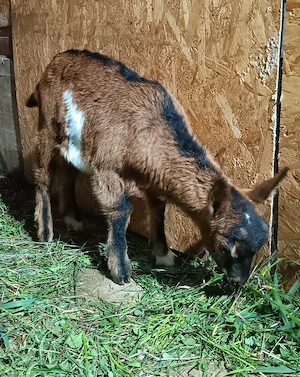 De vânzare ied - imagine 2