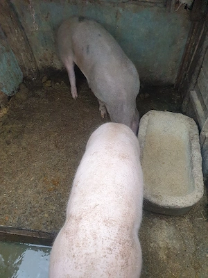 vind doi porci - imagine 2