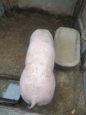 vind doi porci - imagine 3