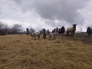Oi de carne cu miei lângă ele