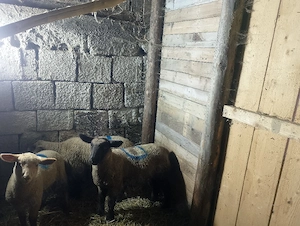 Oi de carne cu miei lângă ele