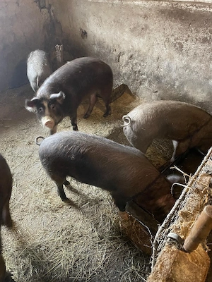 Oi de carne cu miei lângă ele - imagine 4