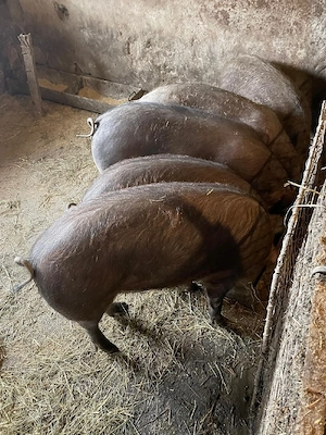 Oi de carne cu miei lângă ele - imagine 5