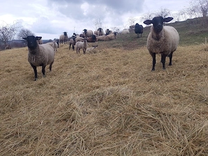 Oi de carne cu miei lângă ele - imagine 3