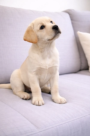 Labrador ritriver - imagine 2