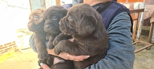 Labrador ritriver - imagine 3