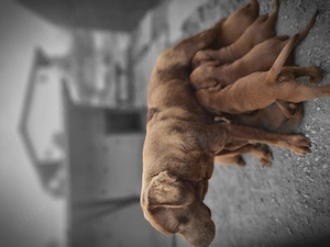 Labrador ritriver - imagine 5