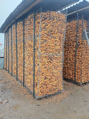 Vand porumb productie 2025 - imagine 3