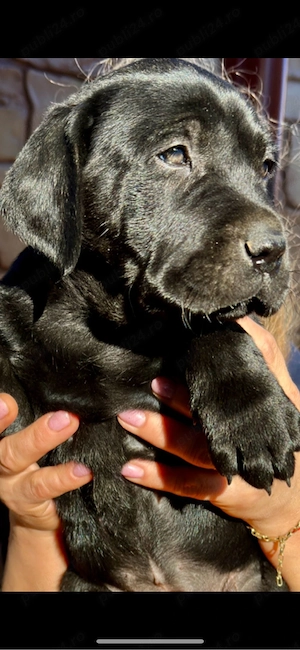 Labrador retriever Black  - imagine 2