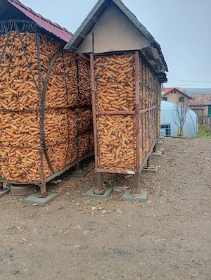 Vand porumb productie 2025 - imagine 2