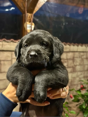 Labrador retriever Black 