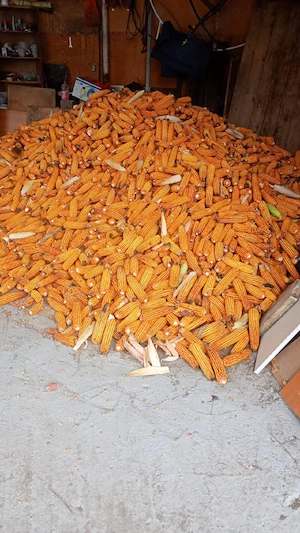 Vand porumb productie 2025 - imagine 4