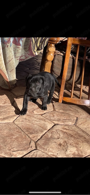 Labrador retriever Black  - imagine 3