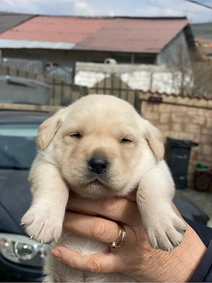 Labrador retriever Black Golden