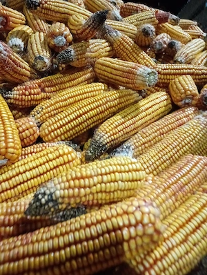 Vand porumb productie 2025