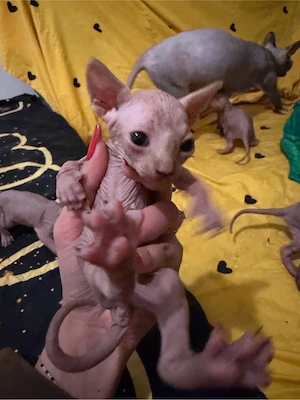 Pui de pisica sphynx pt rezervari - imagine 2