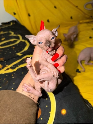 Pui de pisica sphynx pt rezervari - imagine 4