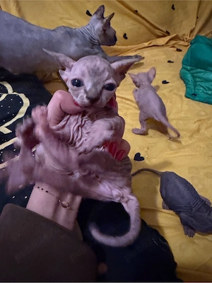 Pui de pisica sphynx pt rezervari - imagine 5