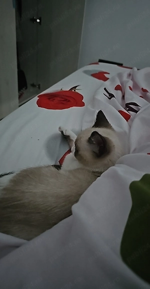 Vand pisica birmaneza 7 luni cu carnet de sanatate si vaccinata.10000 lei negociabil - imagine 2