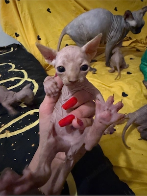 Pui de pisica sphynx pt rezervari - imagine 3