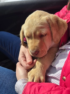 vand catelusa labrador