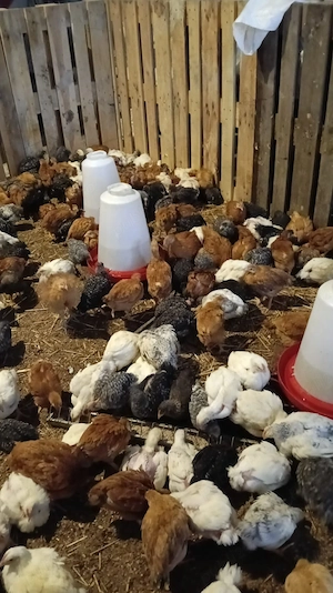 Pui rasa mixta si de carne