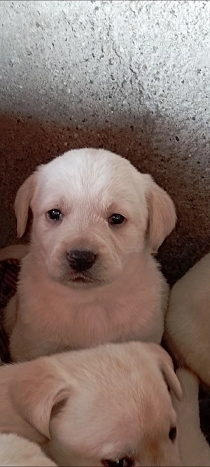 vând Labrador retriever