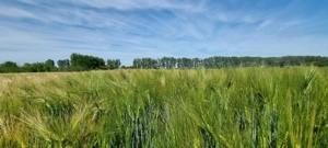 Ferma de Cultura Mare 1100 HA - imagine 10