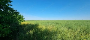 Ferma de Cultura Mare 1100 HA - imagine 6