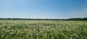 Ferma de Cultura Mare 1100 HA - imagine 8