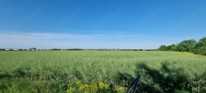 Ferma de Cultura Mare 1100 HA - imagine 7