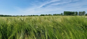 Ferma de Cultura Mare 1100 HA - imagine 12