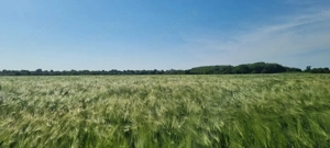 Ferma de Cultura Mare 1100 HA - imagine 11