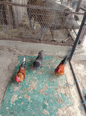 Cocoși de vînzare  - imagine 3