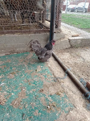 Cocoși de vînzare  - imagine 2