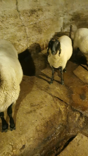 Vand berbec carabas sarbesc originar si doua oi carabase sarbesti originare - imagine 4