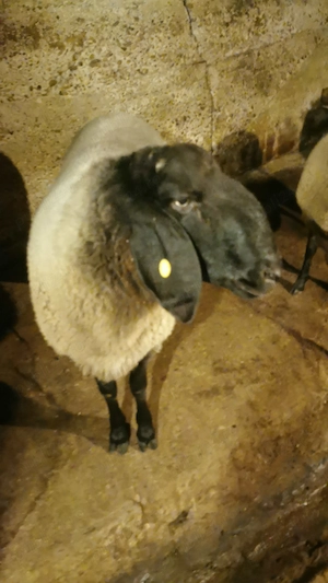 Vand berbec carabas sarbesc originar si doua oi carabase sarbesti originare - imagine 2