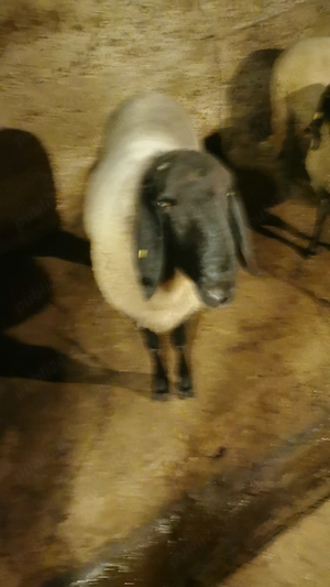 Vand berbec carabas sarbesc originar si doua oi carabase sarbesti originare