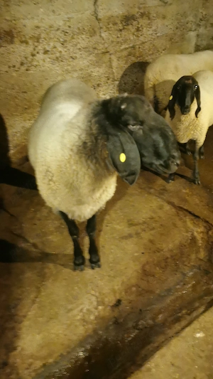 Vand berbec carabas sarbesc originar si doua oi carabase sarbesti originare - imagine 3