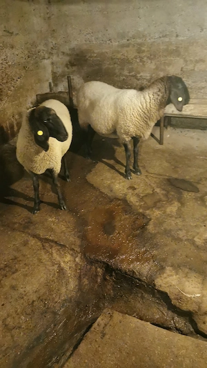 Vand berbec carabas sarbesc originar si doua oi carabase sarbesti originare - imagine 5