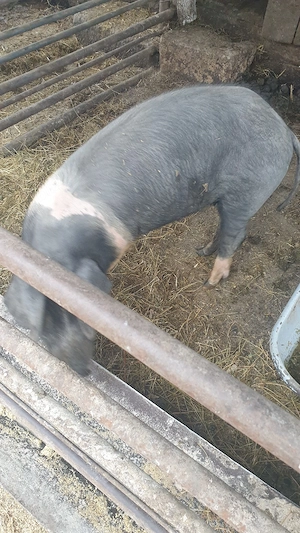 Porci bazna - imagine 2
