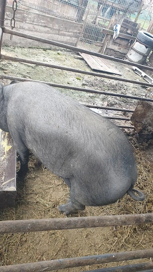 Porci bazna - imagine 2