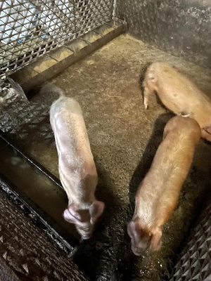 Purcei de ținut  - imagine 3