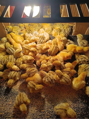 Ferma de prepelite Ipu